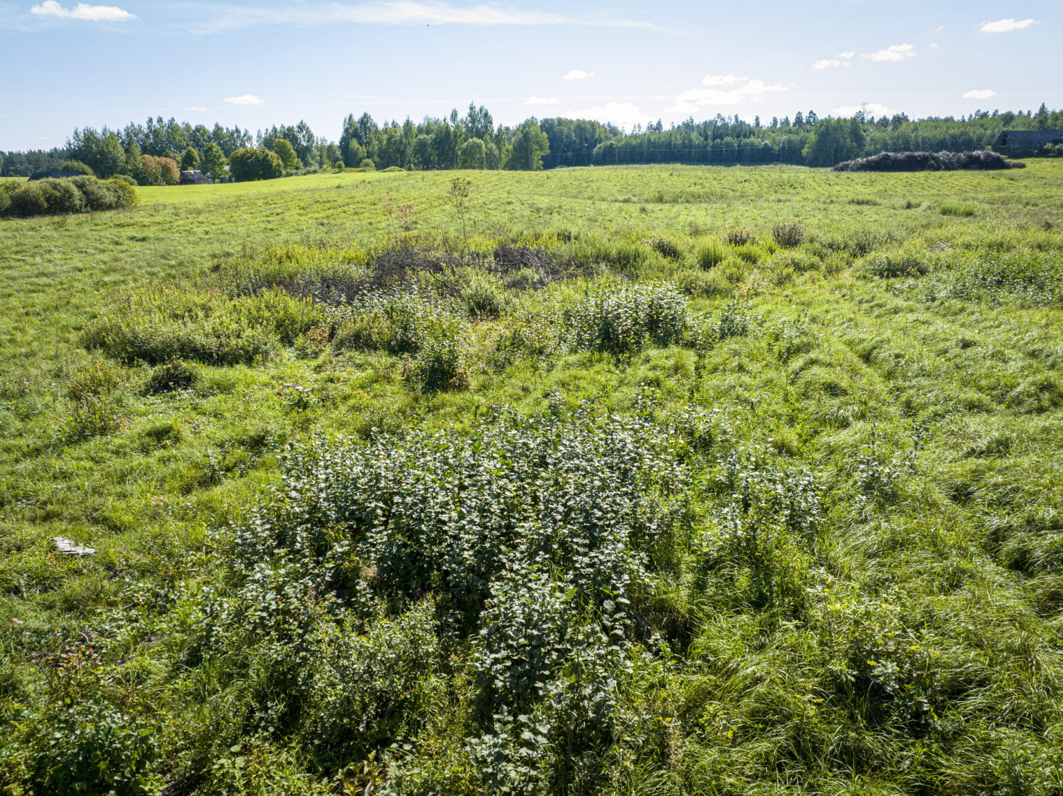 Plantera träd idag -Plantera träd i EU - Plantmore.com